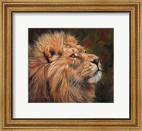Lion Study Fine Art Print