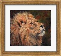Lion Study Fine Art Print