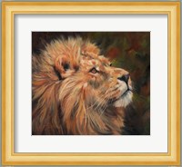 Lion Study Fine Art Print