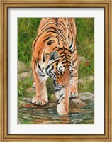 Tiger Stream Fine Art Print