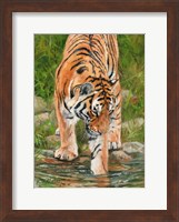 Tiger Stream Fine Art Print