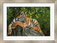 Tiger On Rock Fine Art Print