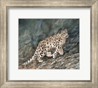 Snow Leopard Climbing Up Fine Art Print