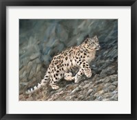 Snow Leopard Climbing Up Fine Art Print