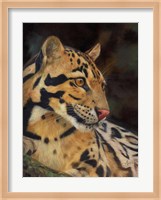 Clouded Leopard Portrait Fine Art Print