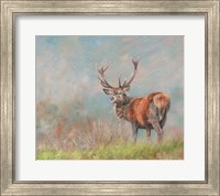 Red Deer Stag From Behind Fine Art Print
