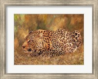 Leopard About To Pounce Fine Art Print