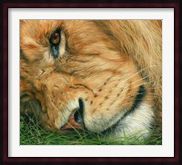 Lion Sleeps Fine Art Print