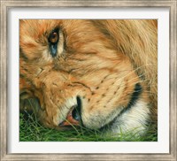 Lion Sleeps Fine Art Print