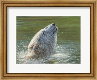 Polar Bear Splash Fine Art Print