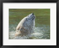 Polar Bear Splash Fine Art Print