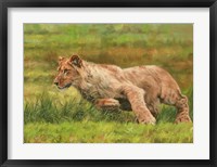 Young Lion Running Fine Art Print