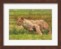 Young Lion Running Fine Art Print