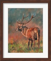 Red Deer Stag 1620 Fine Art Print