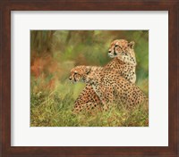 Cheetah Siblings Fine Art Print