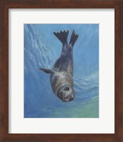 Sealion Hello Fine Art Print