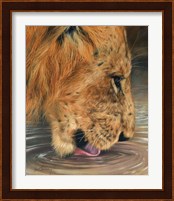 Lion Head Drinking Fine Art Print