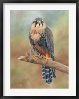 Aplomado Falcon Fine Art Print