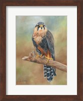 Aplomado Falcon Fine Art Print