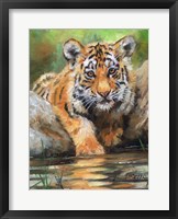 Tiger Cub Water Fine Art Print