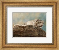 Snow Leopard 14 Fine Art Print