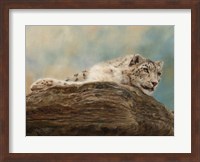 Snow Leopard 14 Fine Art Print