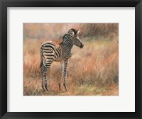 Zebra Foal Fine Art Print