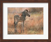 Zebra Foal Fine Art Print
