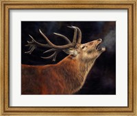 Red Deer Stag Winter Breath Fine Art Print