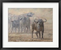 Buffalo Zambia Fine Art Print