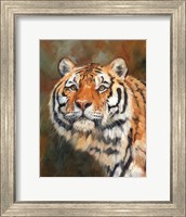 April Tiger Fine Art Print