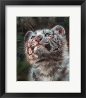 White Tiger Cub Portrait Fine Art Print