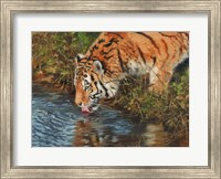 Tiger Drinking Fine Art Print