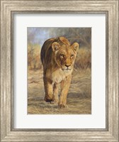 Lioness Walk Fine Art Print