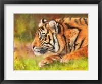 Tiger Study 10 Fine Art Print