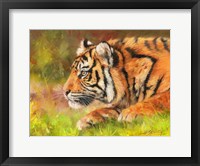 Tiger Study 10 Fine Art Print