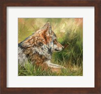 Grey Wolf In Grass Fine Art Print