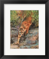 Mountain Lion 2 Fine Art Print