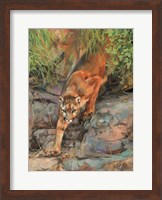 Mountain Lion 2 Fine Art Print