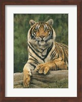 Bengal Tiger 2 Fine Art Print