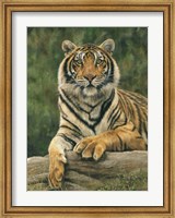 Bengal Tiger 2 Fine Art Print