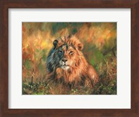 Lion At Sunset Fine Art Print