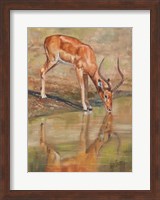 Kudu Reflections Fine Art Print