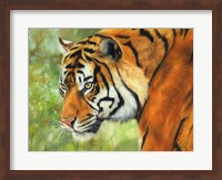 Tiger 20 Fine Art Print