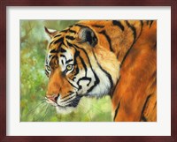Tiger 20 Fine Art Print