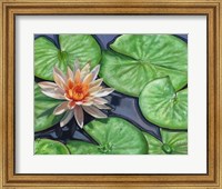 Water Lily Fine Art Print