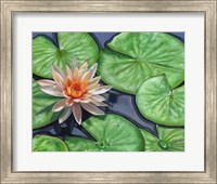Water Lily Fine Art Print