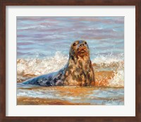 Seal Fine Art Print