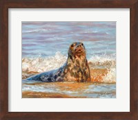 Seal Fine Art Print