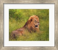 Lion In Grass Fine Art Print